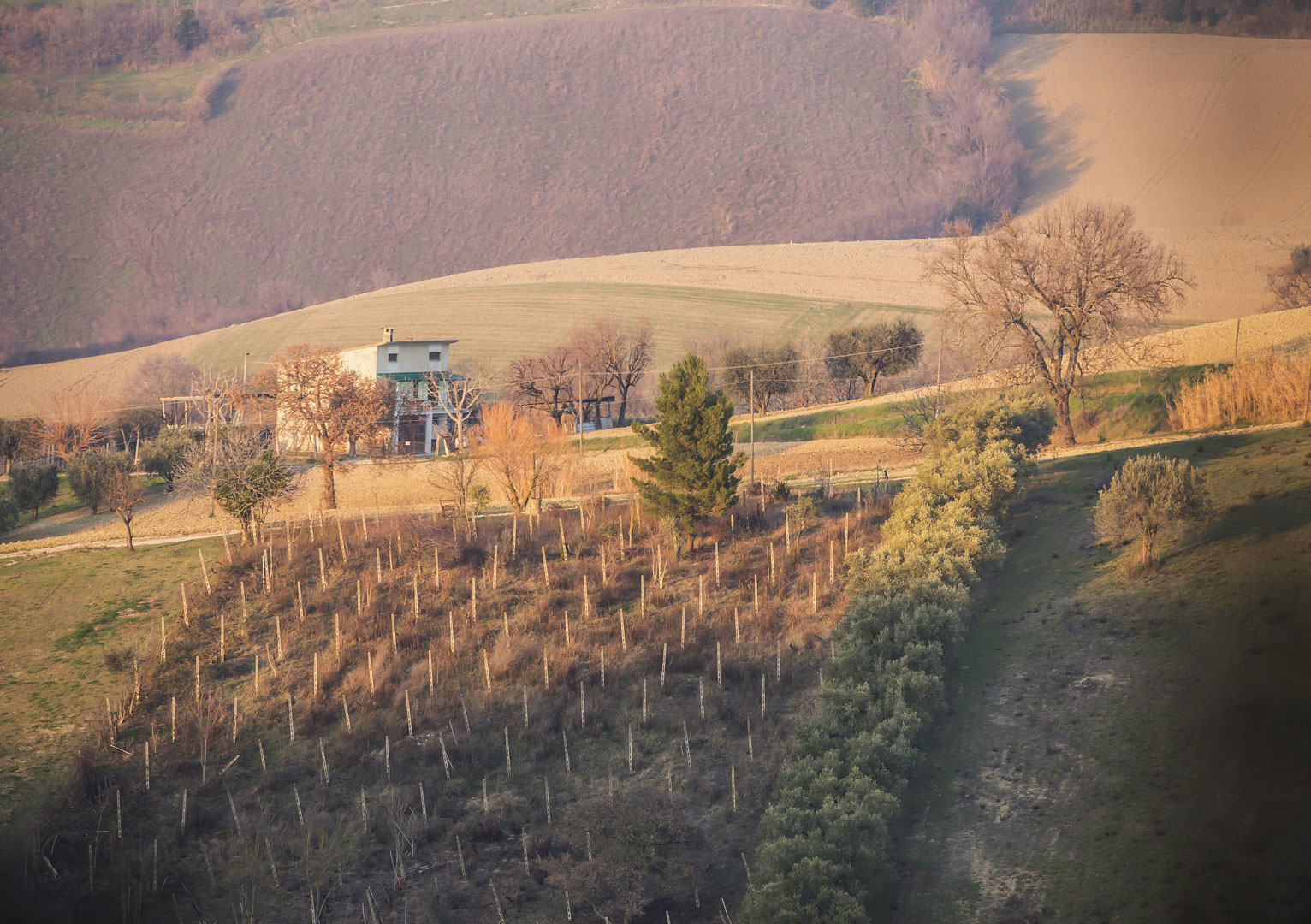 colline marchigiane marche